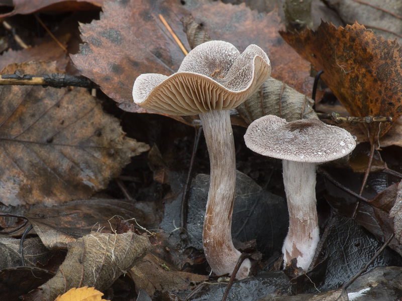 Cortinarius hemitrichus